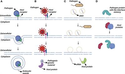 Pathogen-driven cancers from a structural perspective: Targeting host-pathogen protein-protein interactions